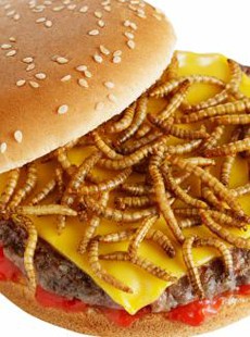 manger-insectes-est-ce-utile